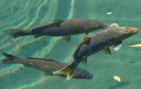 青鱼爱吃螺狮与玉米_养鱼