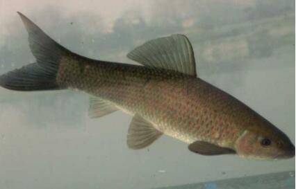 青鱼翻水什么原因_养鱼