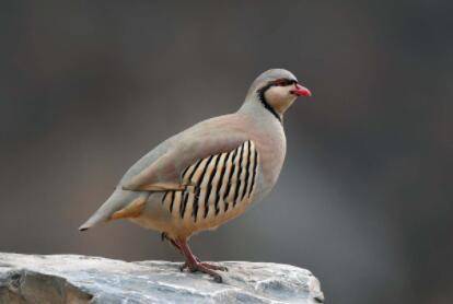 芦丁鸡孵化湿度和温度是多少_养鸡