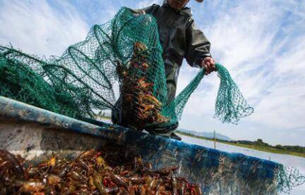 防止小龙虾自相残杀的对策2:掌握好放养密度_养虾