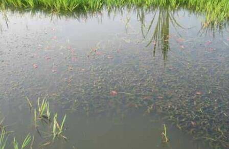 防止小龙虾自相残杀的对策1:把握好雌雄比例_养虾