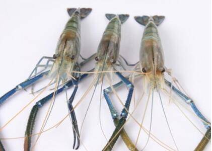 大头虾几月份上市_养虾