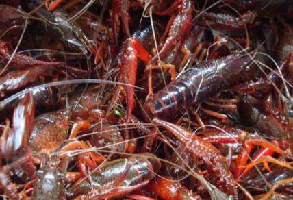 100克虾有多少只_养虾