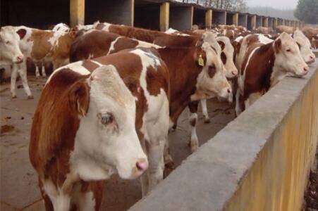 黄牛和肉牛有什么区别_养殖问答