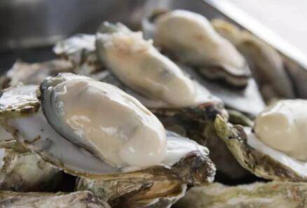 牡蛎怎么煮,生蚝快速煮法步骤图解_养殖问答