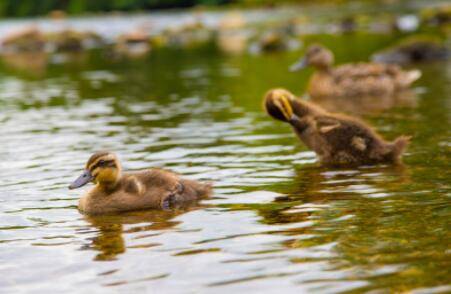 小鸭子的放养方法_养鸭