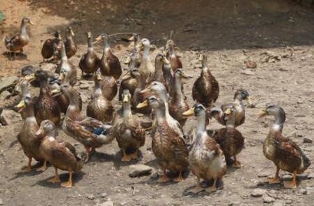 2021年养鸭子还能赚钱吗?_养鸭