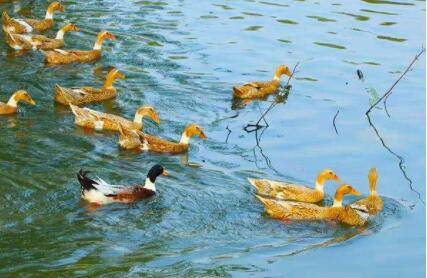 怎么看鸭子是散养还是圈养_养鸭