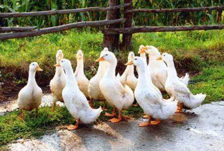怎么看鸭子是散养还是圈养_养鸭