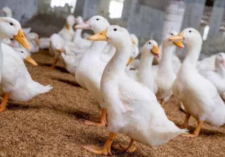 养肉鸭的三点注意事项_养鸭