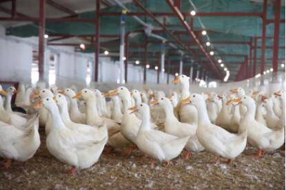 养肉鸭的三点注意事项_养鸭