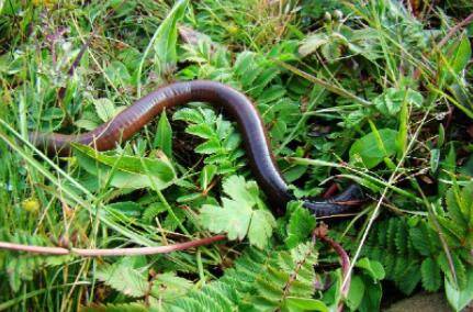 蚯蚓在哪里挖_养殖问答