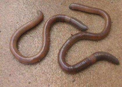 蚯蚓切断能变成两条吗?_养殖问答