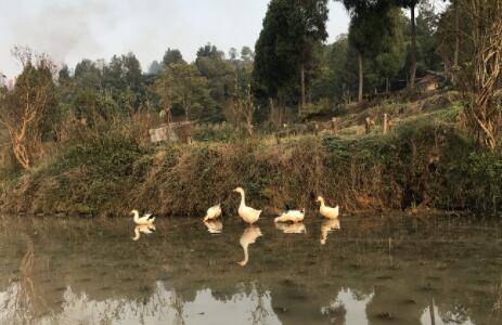 鸭子放养方法及注意事项_养鸭
