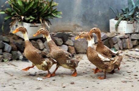 鸭子放养方法及注意事项_养鸭