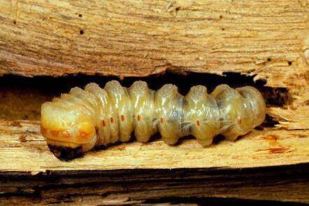 天牛幼虫怕什么药_养殖问答