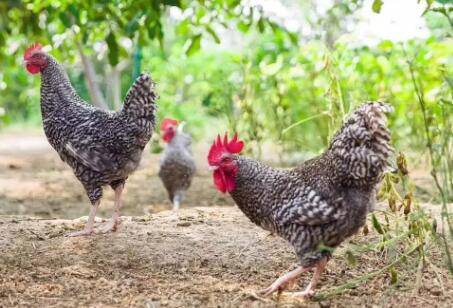 芦花鸡和土鸡哪个好_养鸡