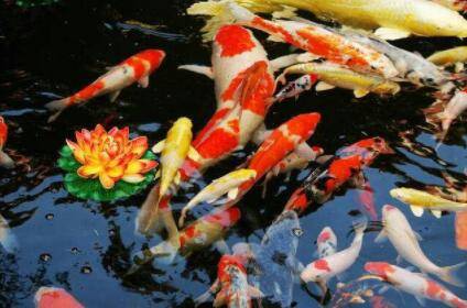 猪鼻龟和什么鱼混养合适_养殖问答