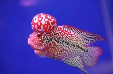 猪鼻龟和什么鱼混养合适_养殖问答