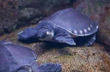 猪鼻龟吃什么,猪鼻龟怎么养_养殖问答