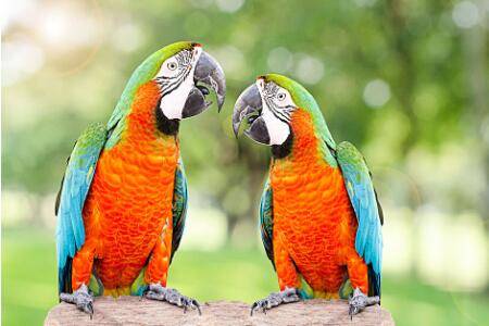 怎么给鹦鹉驱体内虫?_养殖问答