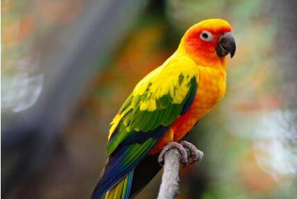 怎么给鹦鹉驱体内虫?_养殖问答