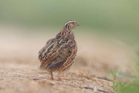 鹌鹑拉稀吃什么药_养殖问答