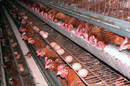 蛋鸡拉稀怎么办_养鸡