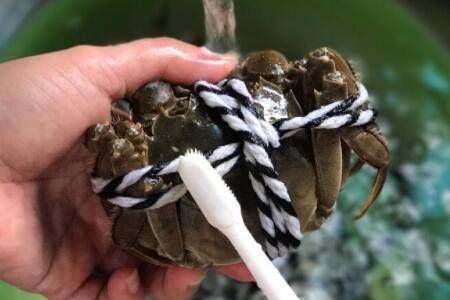 螃蟹怎么清洗_养蟹