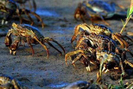 螃蟹的产地有哪些_养蟹
