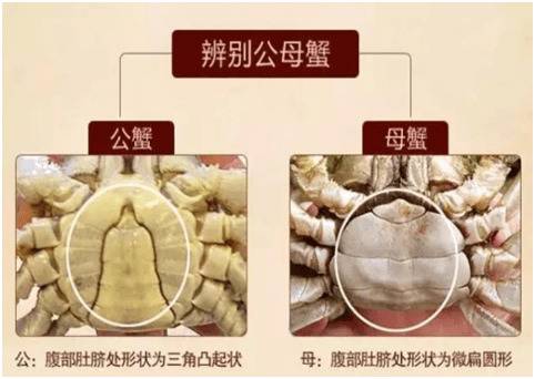 螃蟹公母怎么分辨_养蟹