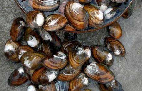 河蚌吃什么食物_养蟹