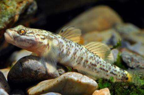 虾虎鱼吃什么饲料_养鱼