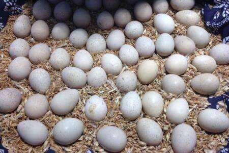 鹧鸪一天能下多少蛋_养殖问答