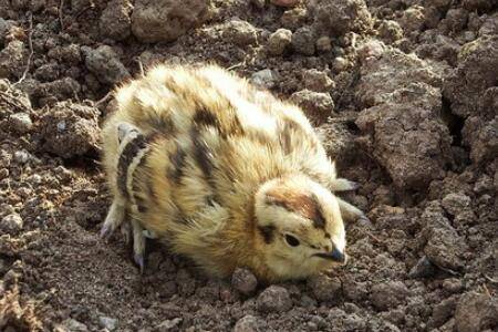 鹧鸪和鹌鹑有什么区别_养殖问答