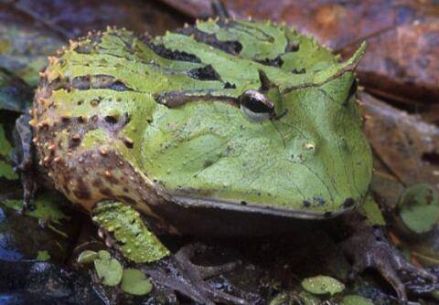 霸王角蛙能长多大_养蛙