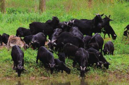 养黑山羊时怎么建羊舍_养羊