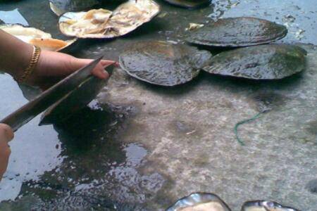 河蚌一年可以长多大_养蟹