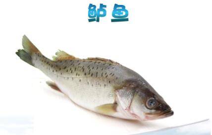 海鲈鱼和河鲈鱼有什么区别_养鱼
