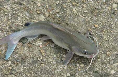 鲶鱼是不是海鱼_养鱼