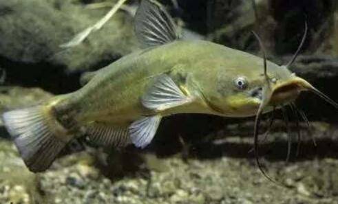 鲶鱼是群居性鱼类吗?_养鱼