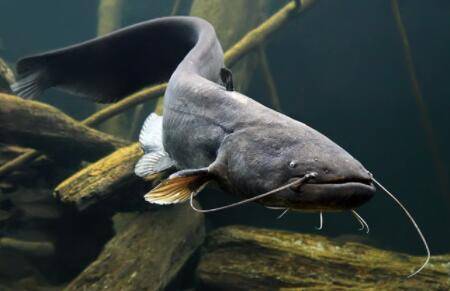 鲶鱼与鲢鱼有什么区别_养鱼