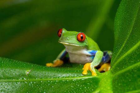 树蛙有毒吗?_养蛙