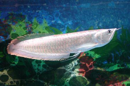 银龙鱼的寿命有多长_养蛙