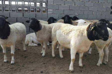 杜泊羊适合北方养殖?_养羊