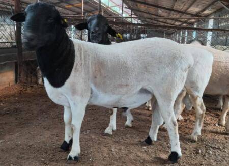 杜泊羊适合北方养殖?_养羊