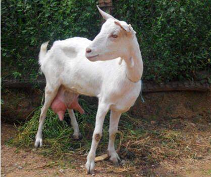 奶山羊一天能产多少奶?_养羊