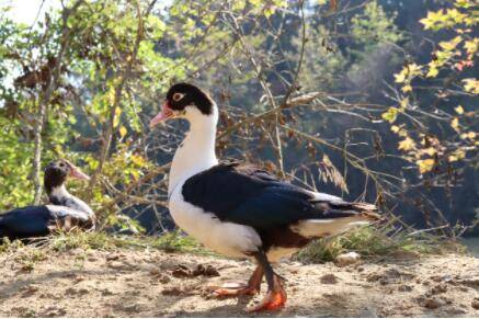 香醇雁怎么区分公母?_养殖问答