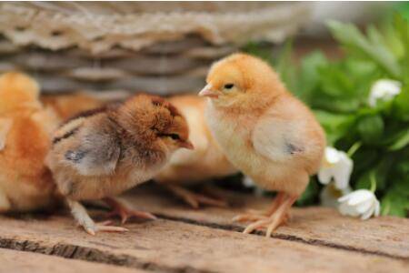 С��������С��ʲôԭ��?_����