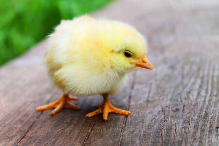 染色小鸡可以活多久?_养鸡